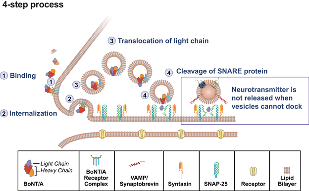 Figure 1. BoNT/A Mechanism of Action