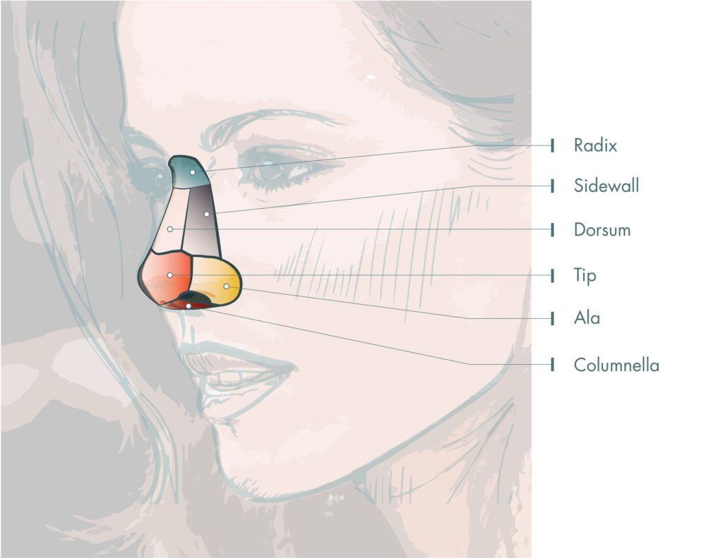 Figure 1. Subunits of the nose.