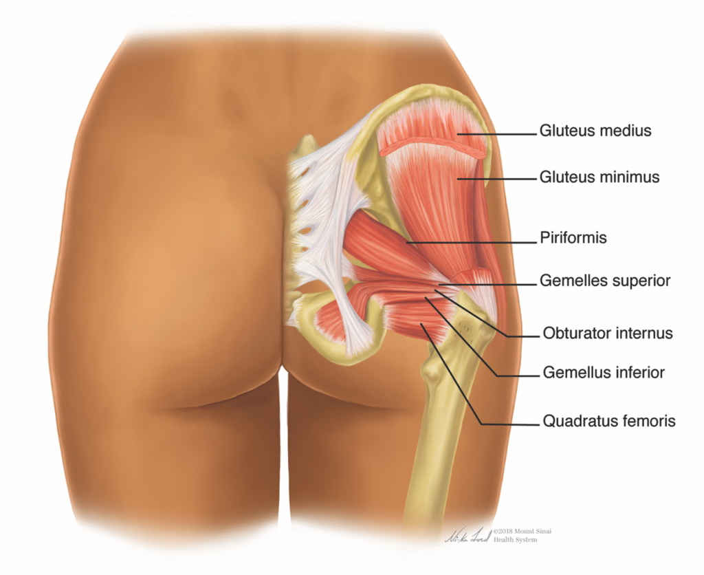 Figure 2:  Deep Muscle Groups of the Buttocks Region.  Photo printed with permission from ©Mount Sinai Health System via Matthew Lin, MD.