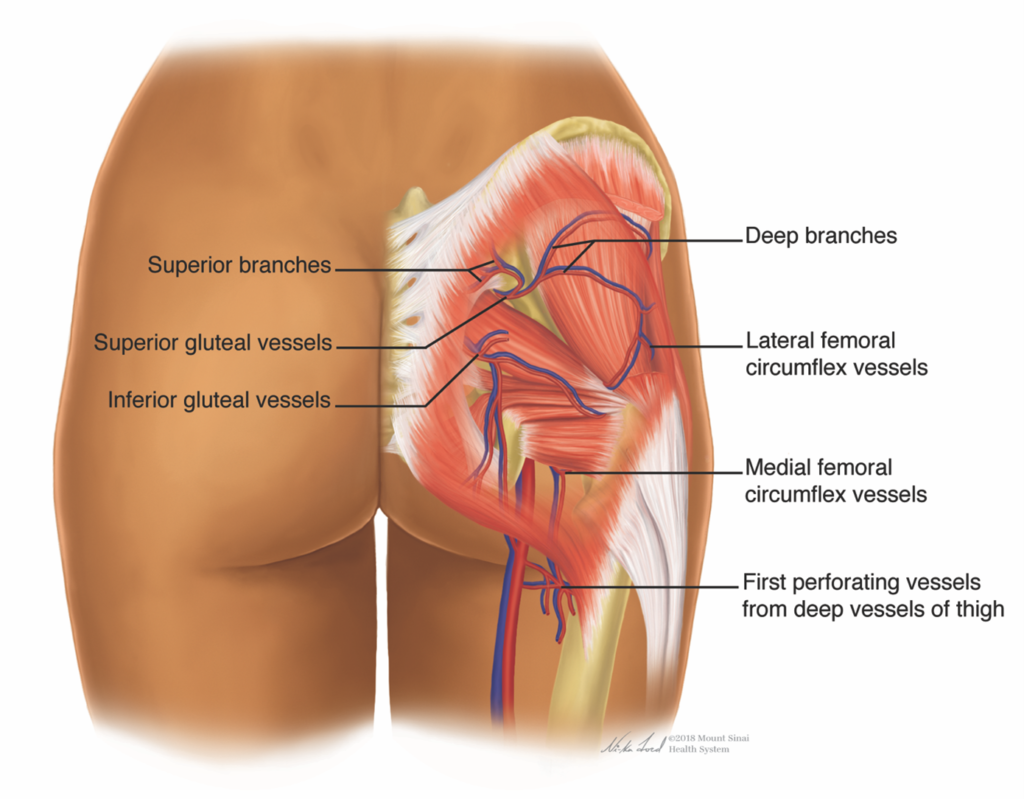 Figure 3:  Vascular Supply of the Buttocks Region.  Photo printed with permission from ©Mount Sinai Health System via Matthew Lin, MD.