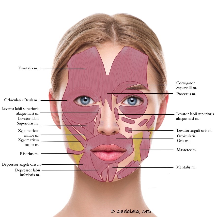 Figure 1. Relevant Facial Anatomy